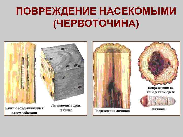 Гост пороки древесины с цветными картинками