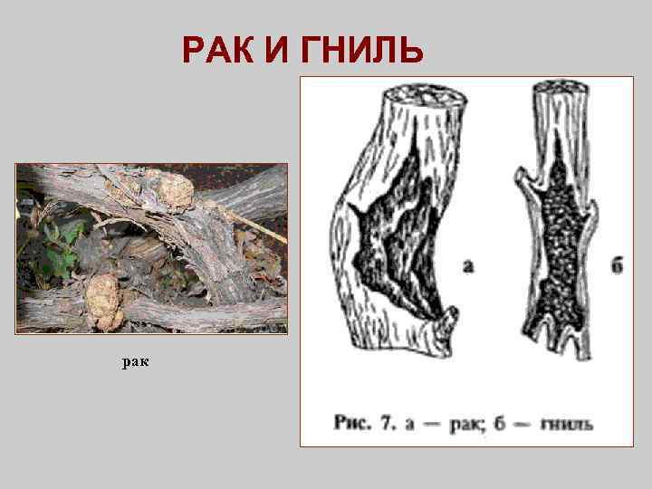 РАК И ГНИЛЬ рак 