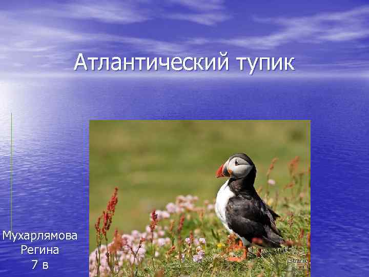 Атлантический тупик Мухарлямова Регина 7 в 