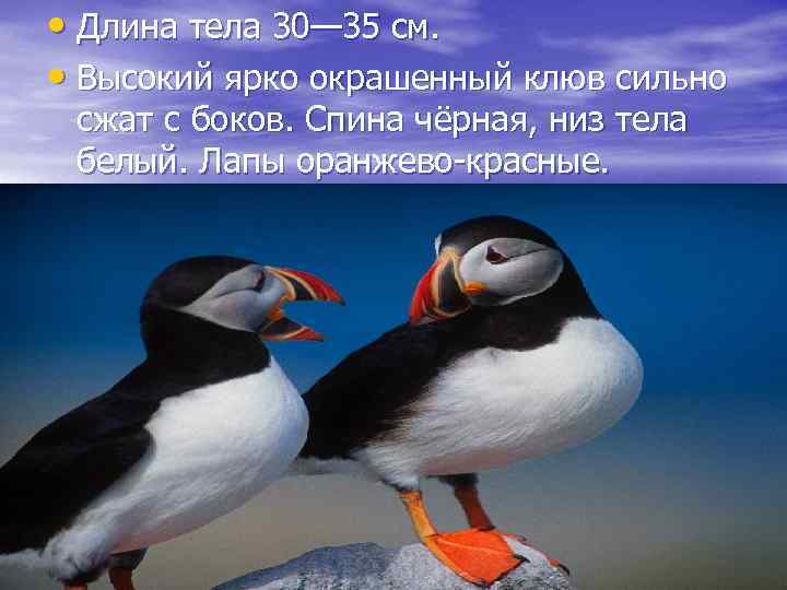  • Длина тела 30— 35 см. • Высокий ярко окрашенный клюв сильно сжат