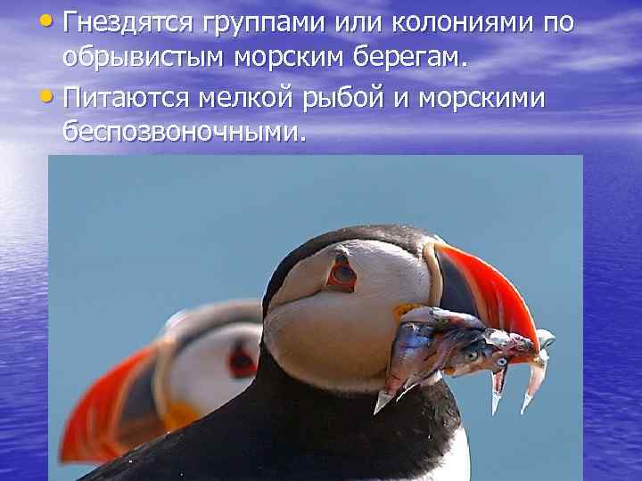  • Гнездятся группами или колониями по обрывистым морским берегам. • Питаются мелкой рыбой