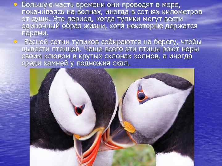  • Большую часть времени они проводят в море, • покачиваясь на волнах, иногда