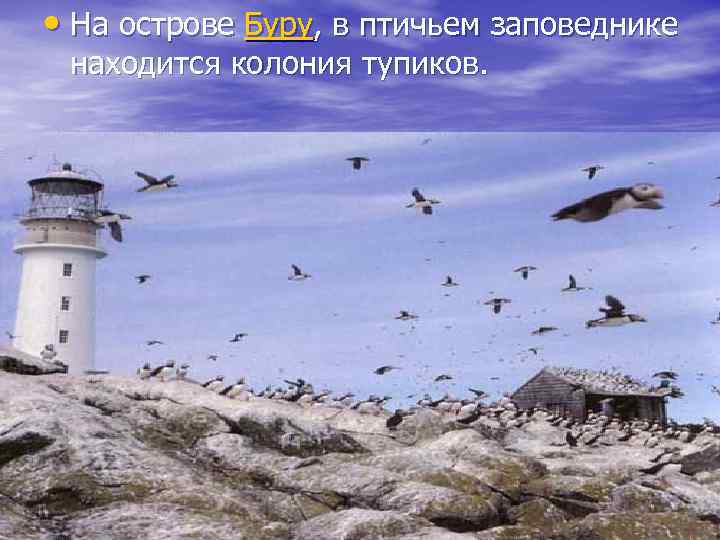  • На острове Буру, в птичьем заповеднике находится колония тупиков. 