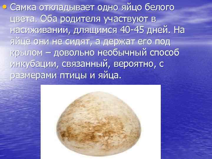 • Самка откладывает одно яйцо белого цвета. Оба родителя участвуют в насиживании, длящимся
