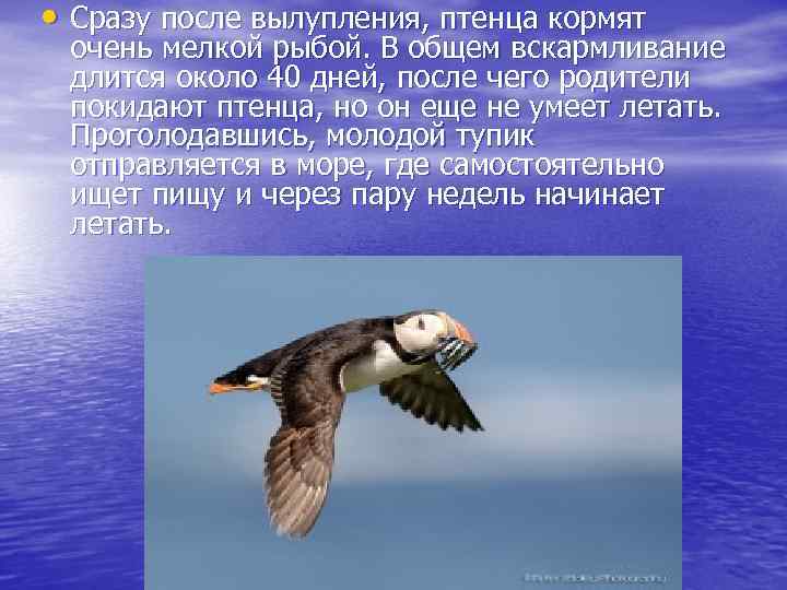  • Сразу после вылупления, птенца кормят очень мелкой рыбой. В общем вскармливание длится
