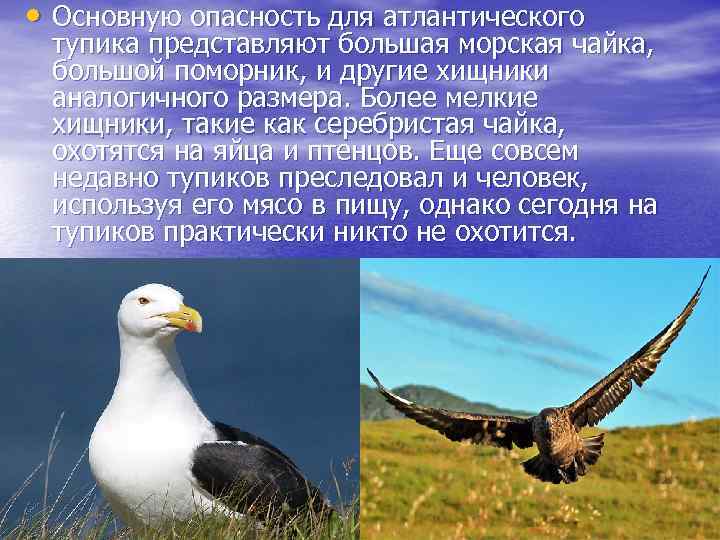  • Основную опасность для атлантического тупика представляют большая морская чайка, большой поморник, и