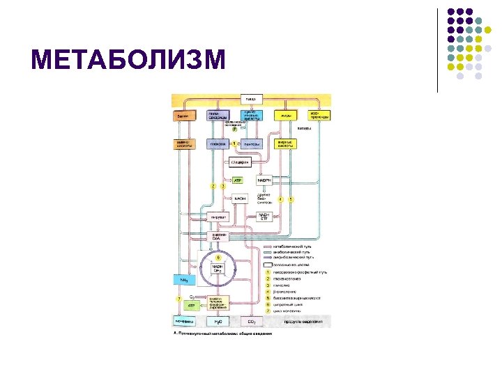 МЕТАБОЛИЗМ 