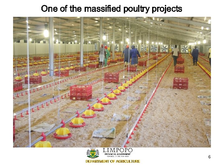 One of the massified poultry projects 6 