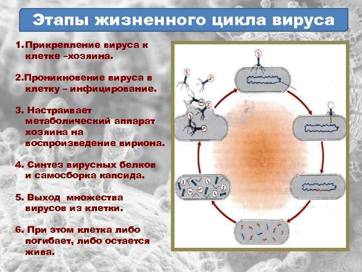 Этапы жизненного цикла вируса 1. Прикрепление вируса к клетке –хозяина. 2. Проникновение вируса в