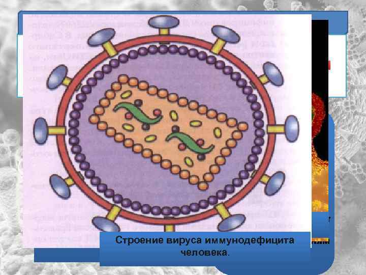 Многообразие вирусов СПИД ВИЧ (вирус иммунодефицита человека) СПИД (Синдром Приобретенного Иммунодефицита) Состояние, когда Вирус