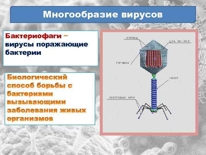 Многообразие вирусов Бактериофаги вирусы поражающие бактерии 