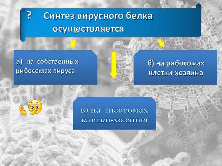 ? Синтез вирусного белка осуществляется а) на собственных рибосомах вируса б) на рибосомах клетки-хозяина