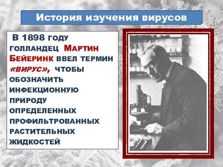 История изучения вирусов В 1898 ГОДУ ГОЛЛАНДЕЦ БЕЙЕРИНК «ВИРУС» , МАРТИН ВВЕЛ ТЕРМИН ЧТОБЫ