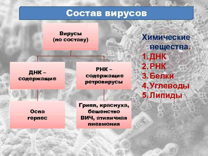 Состав вирусов Вирусы (по составу) ДНК – содержащие РНК – содержащие ретровирусы Оспа герпес