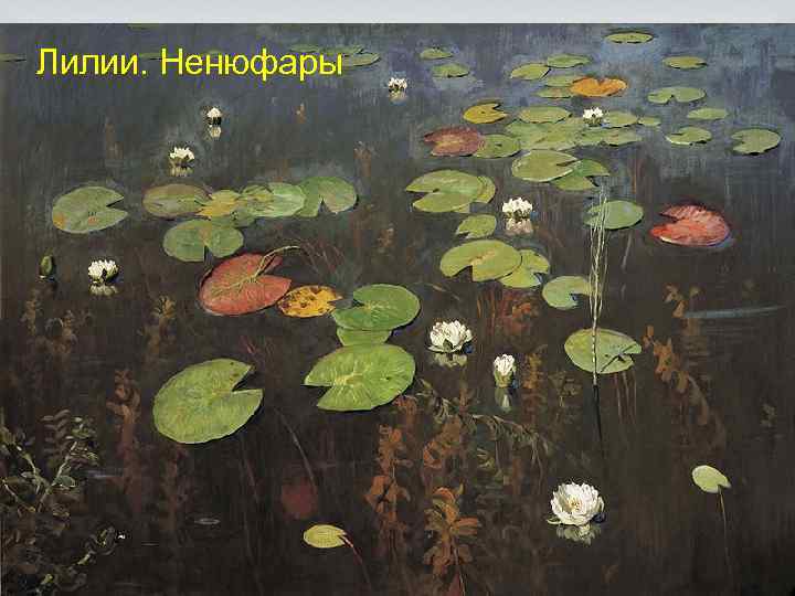 Лилии. Ненюфары 