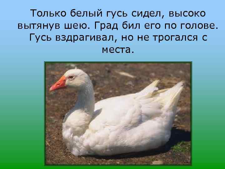 Только белый гусь сидел, высоко вытянув шею. Град бил его по голове. Гусь вздрагивал,