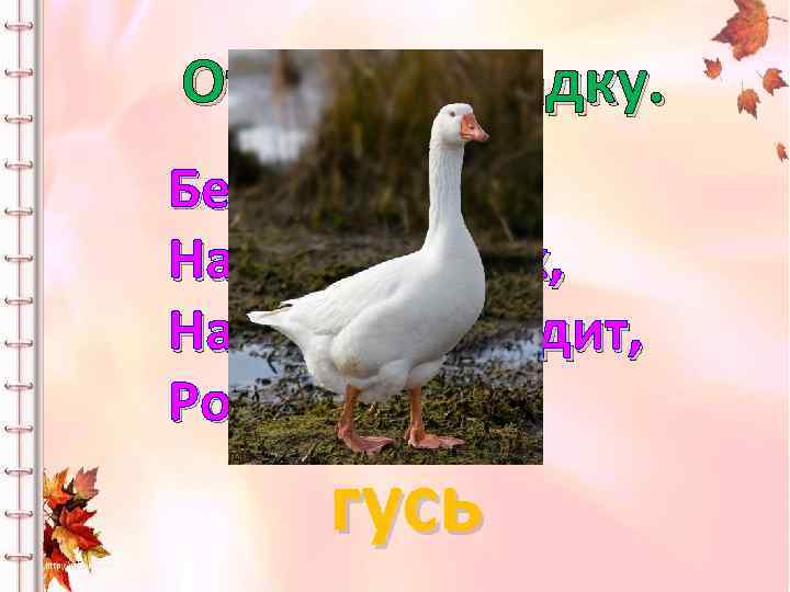 Отгадай загадку. Бел, как снег, Надут, как мех, На лопатах ходит, Рогом ест. гусь