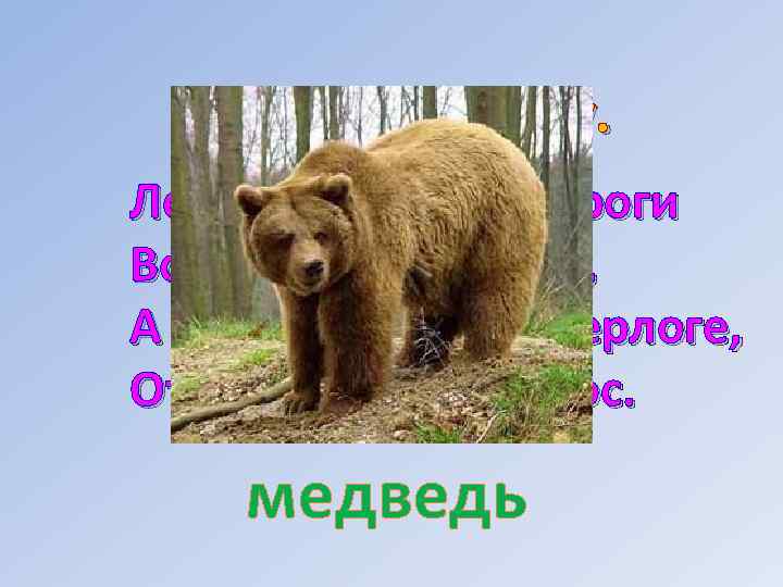 Отгадай загадку. Летом ходит без дороги Возле сосен и берёз, А зимой он спит