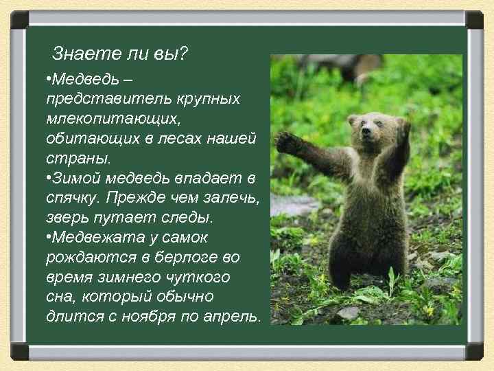 Знаете ли вы? • Медведь – Загадка представитель крупных Вперевалку зверь идет млекопитающих, По