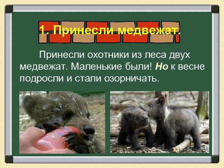 1. Принесли медвежат. Принесли охотники из леса двух медвежат. Маленькие были! Но к весне