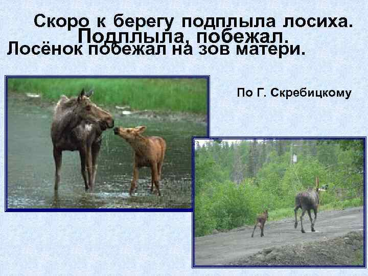 Скоро к берегу подплыла лосиха. Подплыла, побежал. Лосёнок побежал на зов матери. По Г.