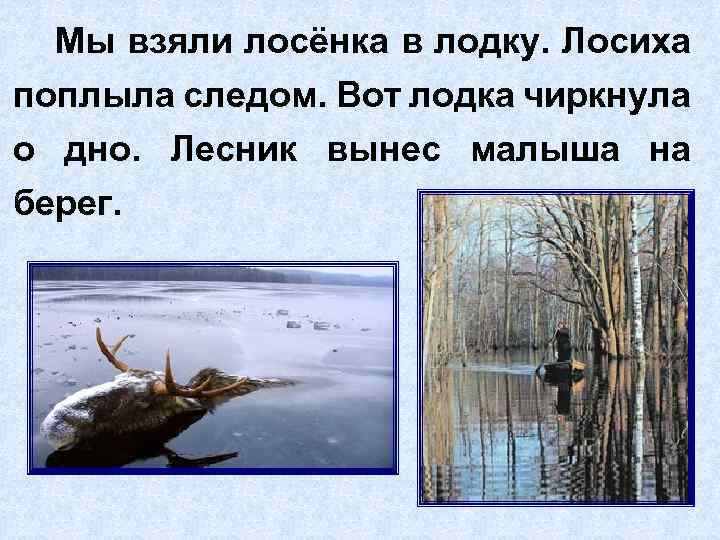 Мы взяли лосёнка в лодку. Лосиха поплыла следом. Вот лодка чиркнула о дно. Лесник