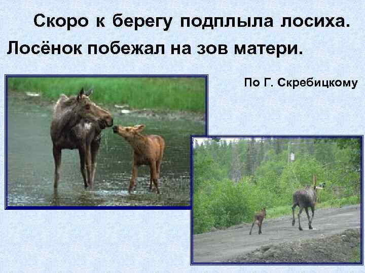 Скоро к берегу подплыла лосиха. Лосёнок побежал на зов матери. По Г. Скребицкому 