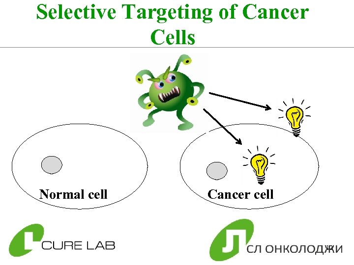 Selective Targeting of Cancer Cells Normal cell Cancer cell 12 