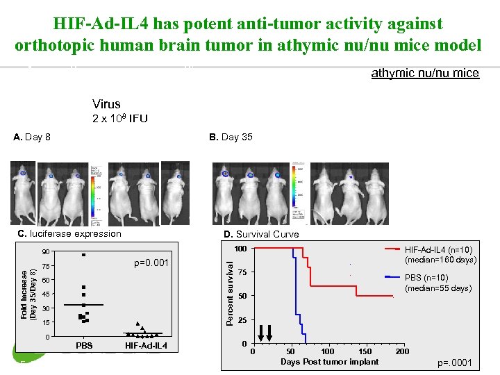 HIF-Ad-IL 4 has potent anti-tumor activity against orthotopic human brain tumor in athymic nu/nu