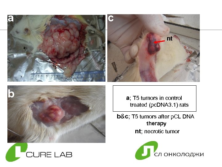a c nt b a; T 5 tumors in control treated (pc. DNA 3.