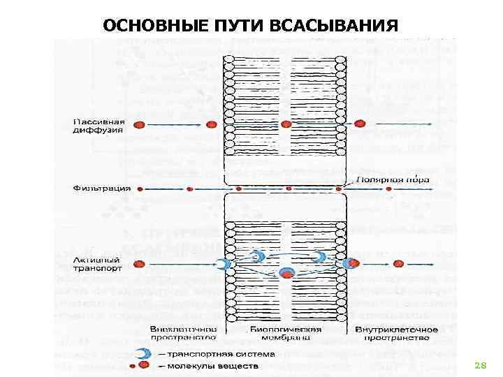 ОСНОВНЫЕ ПУТИ ВСАСЫВАНИЯ 28 