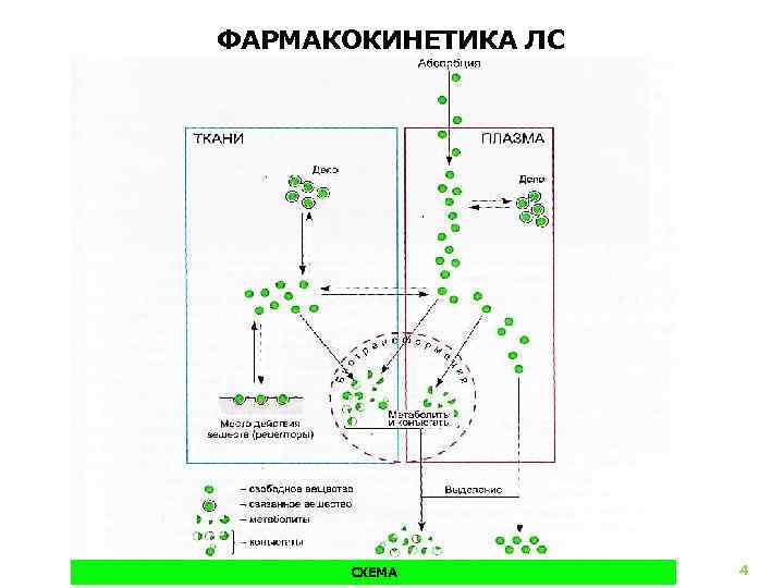 ФАРМАКОКИНЕТИКА ЛС СХЕМА 4 