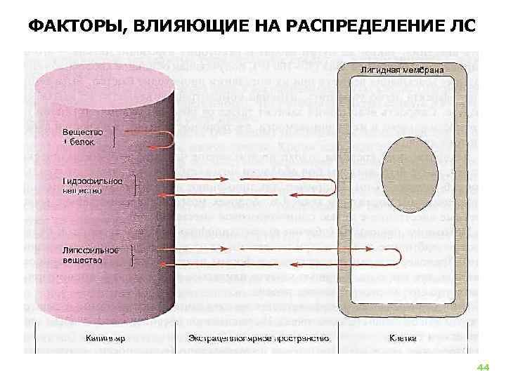 Какие условия влияют на распределение. Распределение и депонирование лекарственных веществ. Факторы влияющие на распределение лекарственных веществ в организме. Факторы влияющие на распределение лекарственных веществ. Распределение лс в организме.