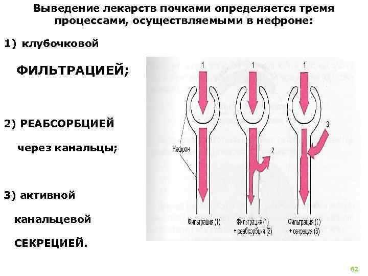 Выведение. Принципы выведения веществ почками. Экскреция лекарств. Пути выведения лекарственных веществ через почки. Экскреция лекарственных средств почками.