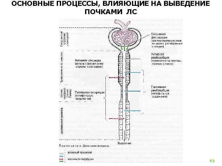 Влияет на процесс. Выведение лекарственных веществ почки. Механизмы выведения лекарств через почки. Выведение экскреция лекарственных веществ из организма. «Основные процессы, влияющие на выведение почками.