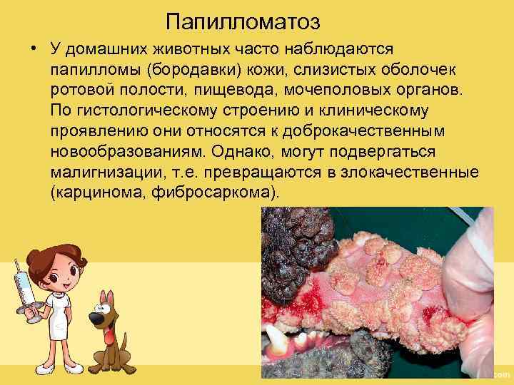 Папилломатоз • У домашних животных часто наблюдаются папилломы (бородавки) кожи, слизистых оболочек ротовой полости,