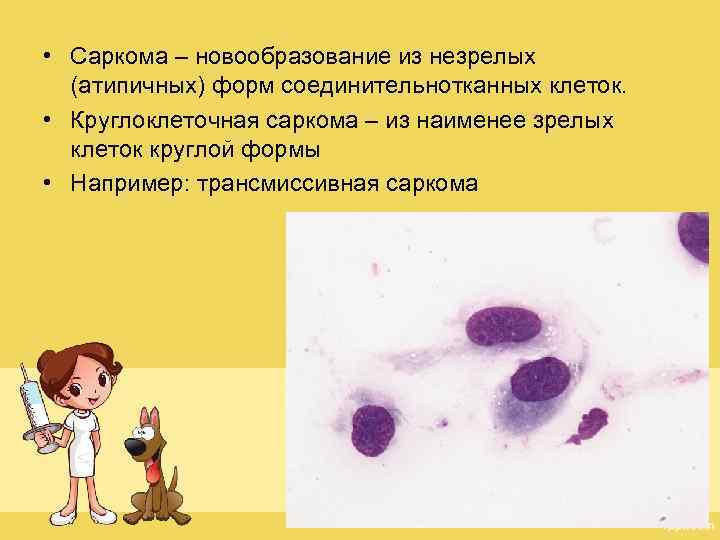 Саркома анализы. Саркома место локализации. Саркома строение опухоли. Трансмиссивная саркома в мазках. Саркома форма и строение.