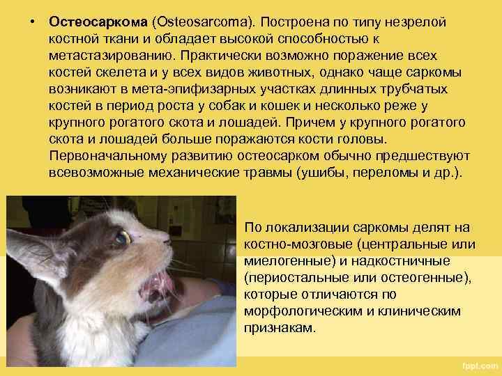  • Остеосаркома (Osteosarcoma). Построена по типу незрелой костной ткани и обладает высокой способностью