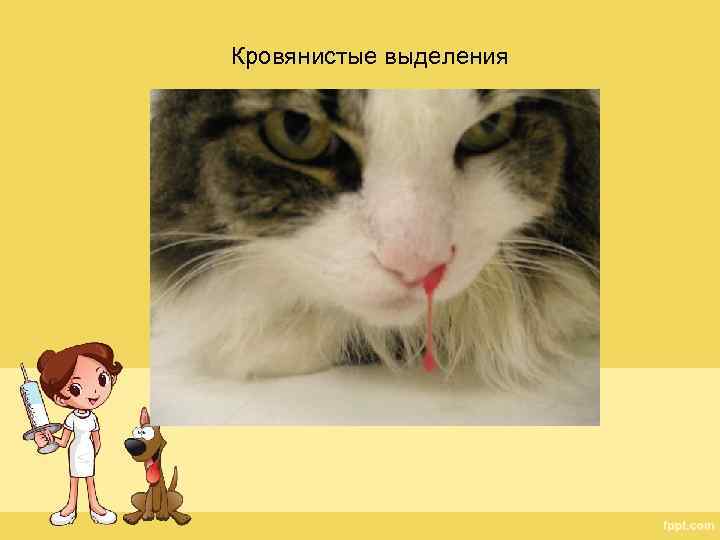 Кровянистые выделения 