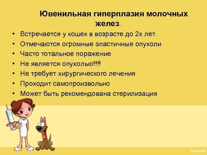 Ювенильная гиперплазия молочных желез. • • Встречается у кошек в возрасте до 2 х
