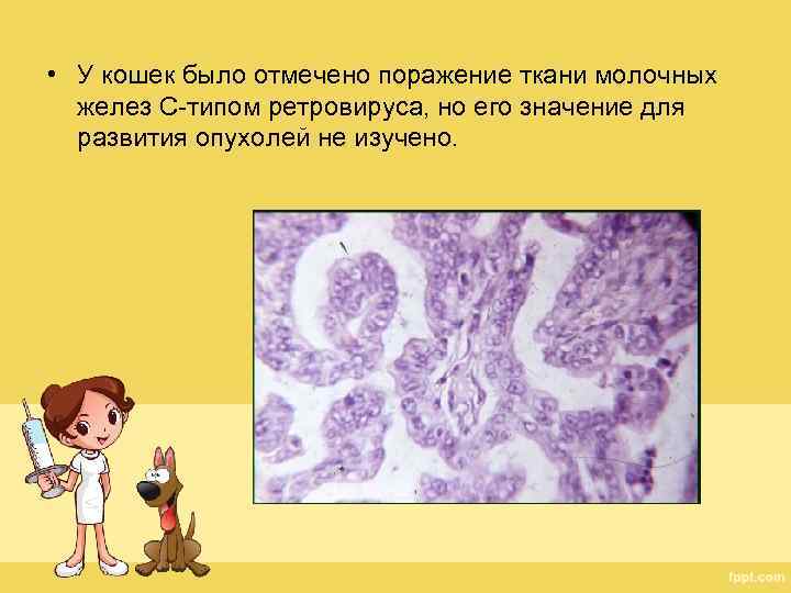  • У кошек было отмечено поражение ткани молочных желез С-типом ретровируса, но его