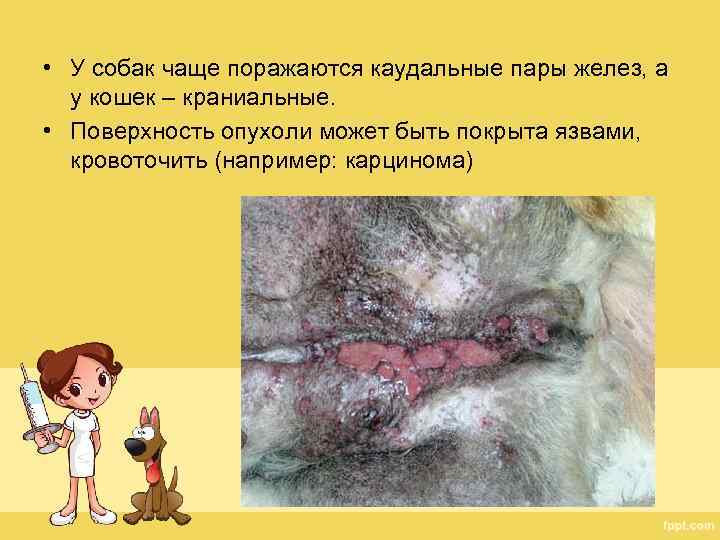  • У собак чаще поражаются каудальные пары желез, а у кошек – краниальные.