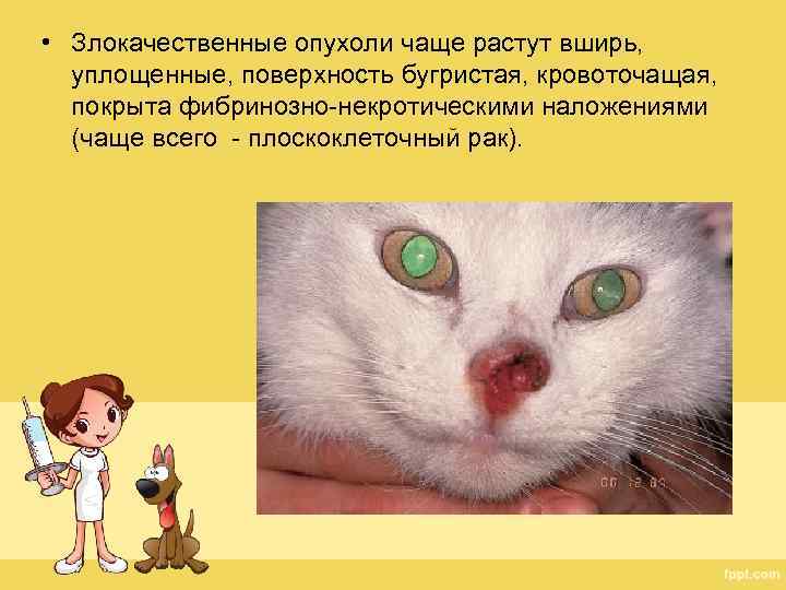  • Злокачественные опухоли чаще растут вширь, уплощенные, поверхность бугристая, кровоточащая, покрыта фибринозно-некротическими наложениями