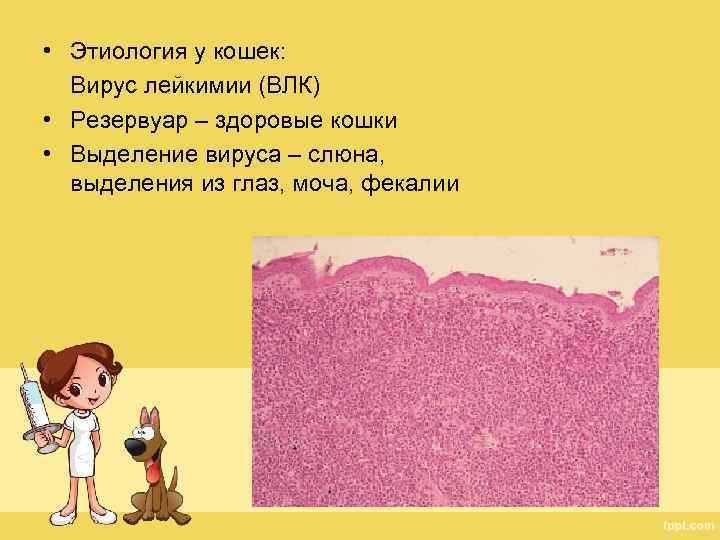  • Этиология у кошек: Вирус лейкимии (ВЛК) • Резервуар – здоровые кошки •