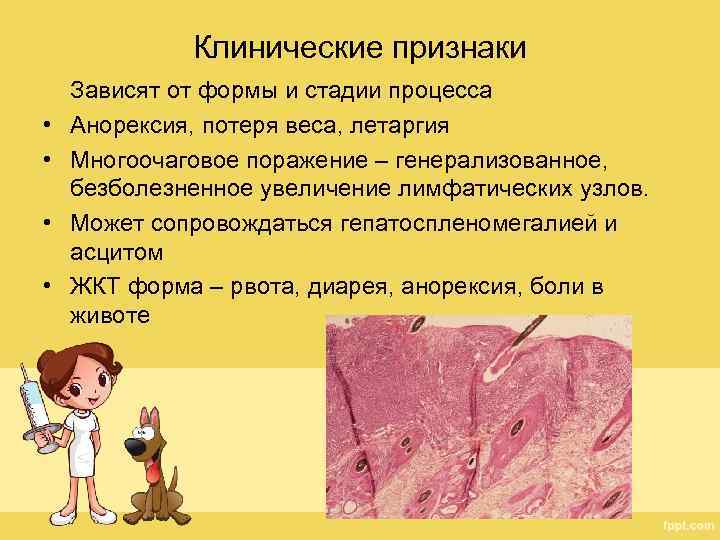 Клинические признаки • • Зависят от формы и стадии процесса Анорексия, потеря веса, летаргия