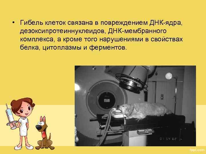  • Гибель клеток связана в повреждением ДНК-ядра, дезоксипротеиннуклеидов, ДНК-мембранного комплекса, а кроме того