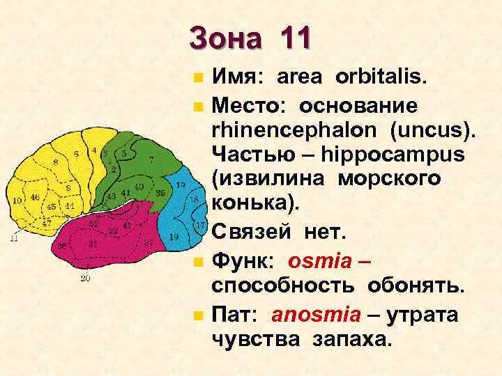 Зона 11 n n n Имя: area orbitalis. Место: основание rhinencephalon (uncus). Частью –