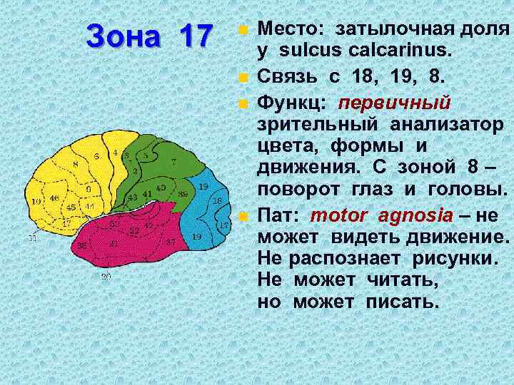 Зона 17 n n Место: затылочная доля у sulcus calcarinus. Связь с 18, 19,