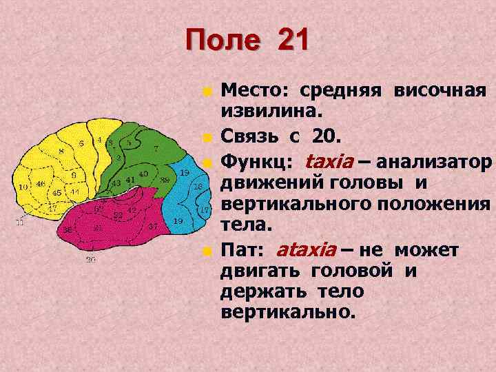 Поле 21 n n Место: средняя височная извилина. Связь с 20. Функц: taxia –