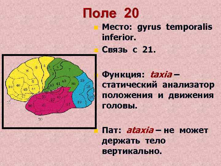 Поле 20 n n Место: gyrus temporalis inferior. Связь с 21. Функция: taxia –